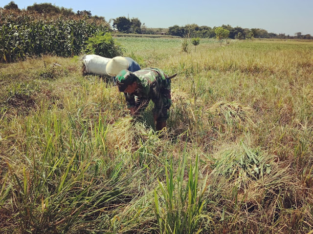 Petani Ceper Senang, Panen Padi Didampingi TNI