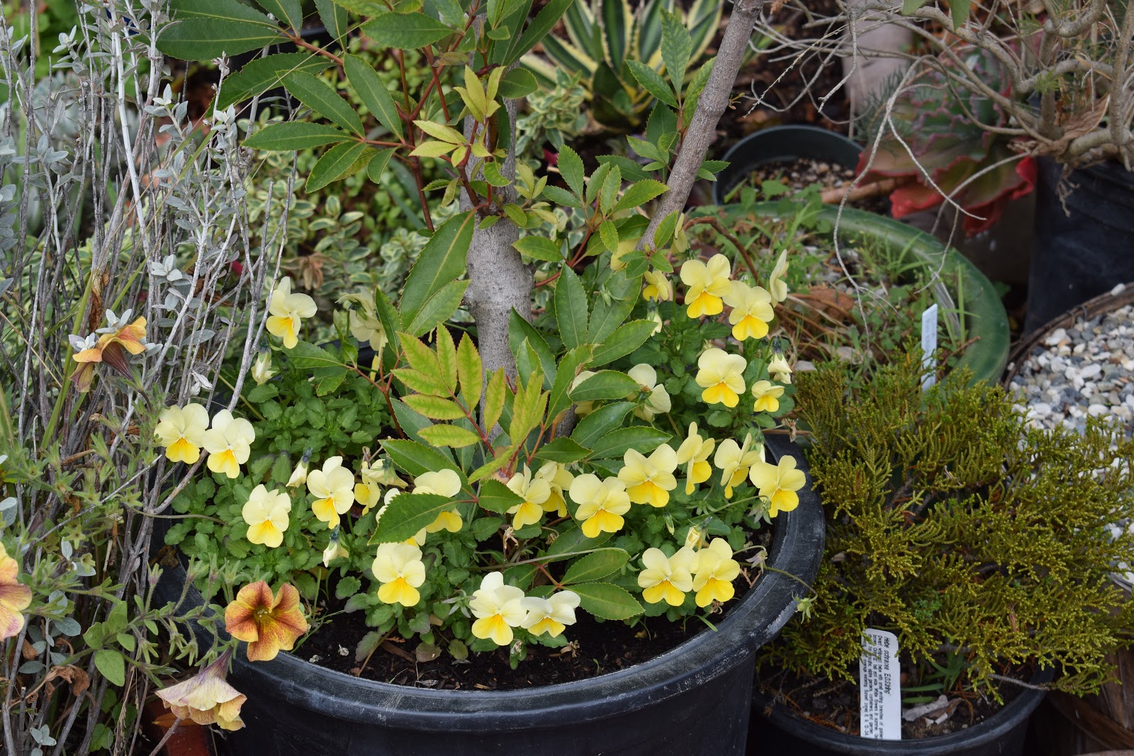 Rachel The Gardener How To Reduce A Standard Bay Tree