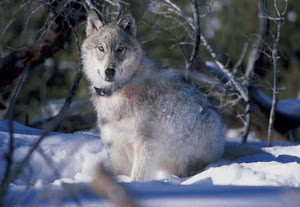 Protecting Yellowstone Wolves