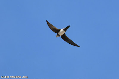 Ballester (Tachymarptis melba)