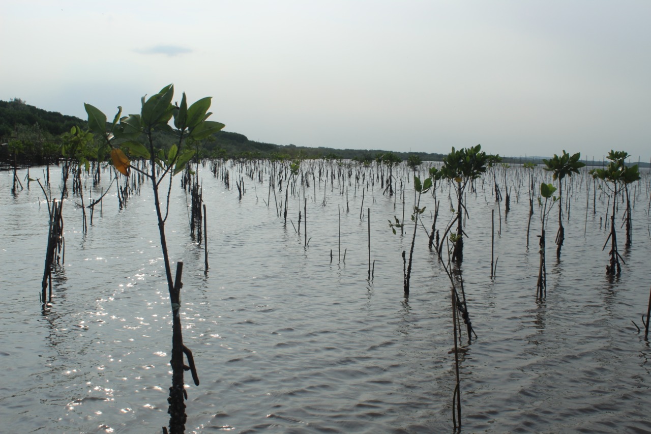 mangrove KKP Tanam 2,9 Juta Batang Mangrove Guna Pulihkan Ekosistem Pesisir