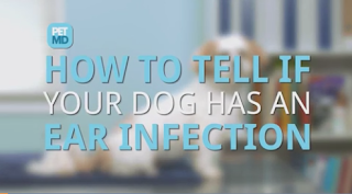 Dog Ear Infection - Symptoms and Treatments