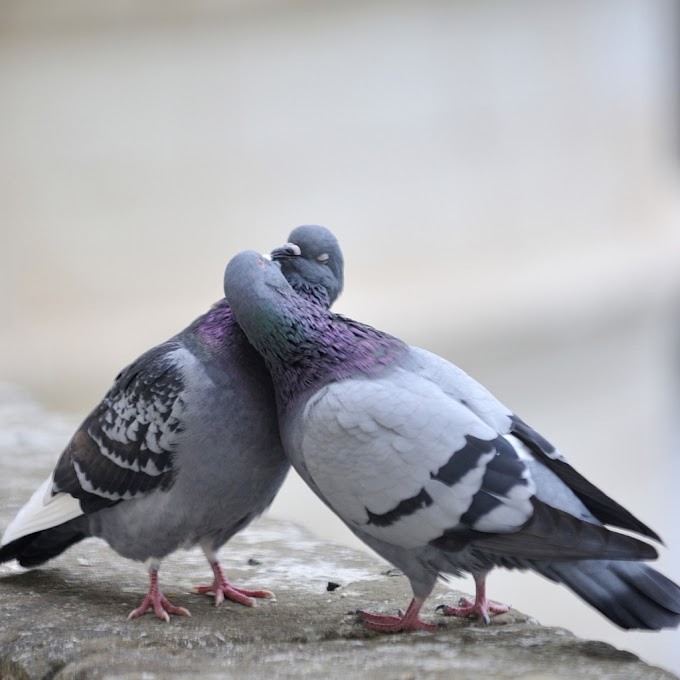 le de mainu soniya sharara