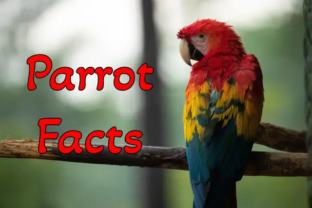 [100+] Interesting Unknown Facts About Parrot In Hindi