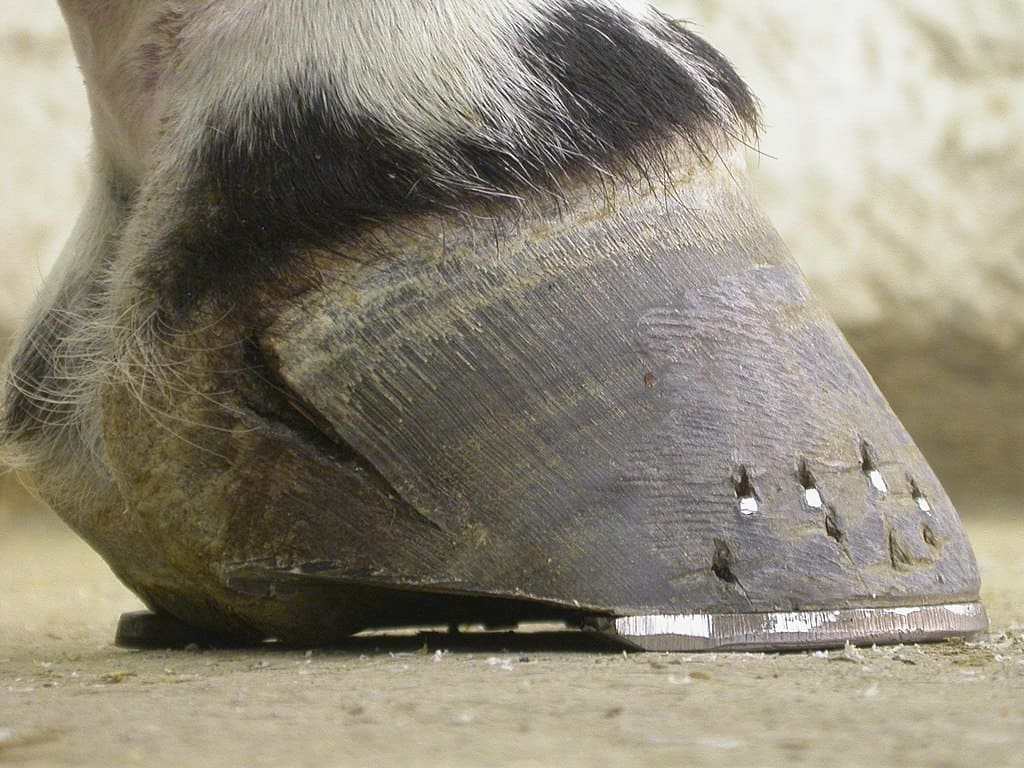 A Quick Guide to Common Hoof Problems and Solutions