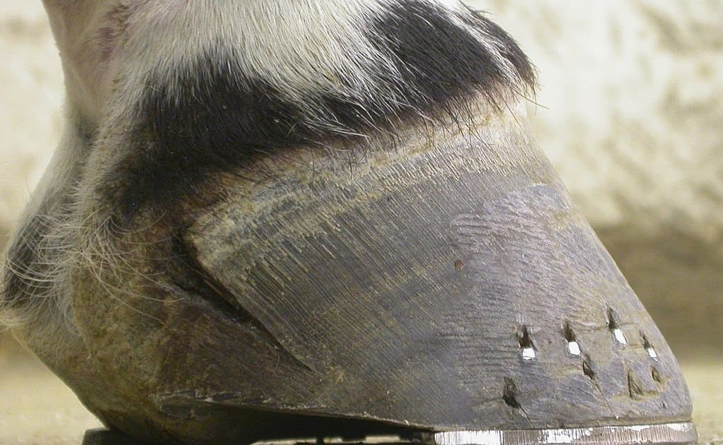 A Quick Guide to Common Hoof Problems and Solutions The Farrier Guide