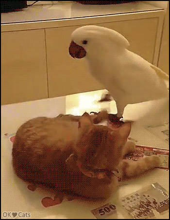 Funny Cat GIF • Jerk white parrot annoying sleepy Cat catching and biting his tail. Leave me alone [cat-gifs.com]