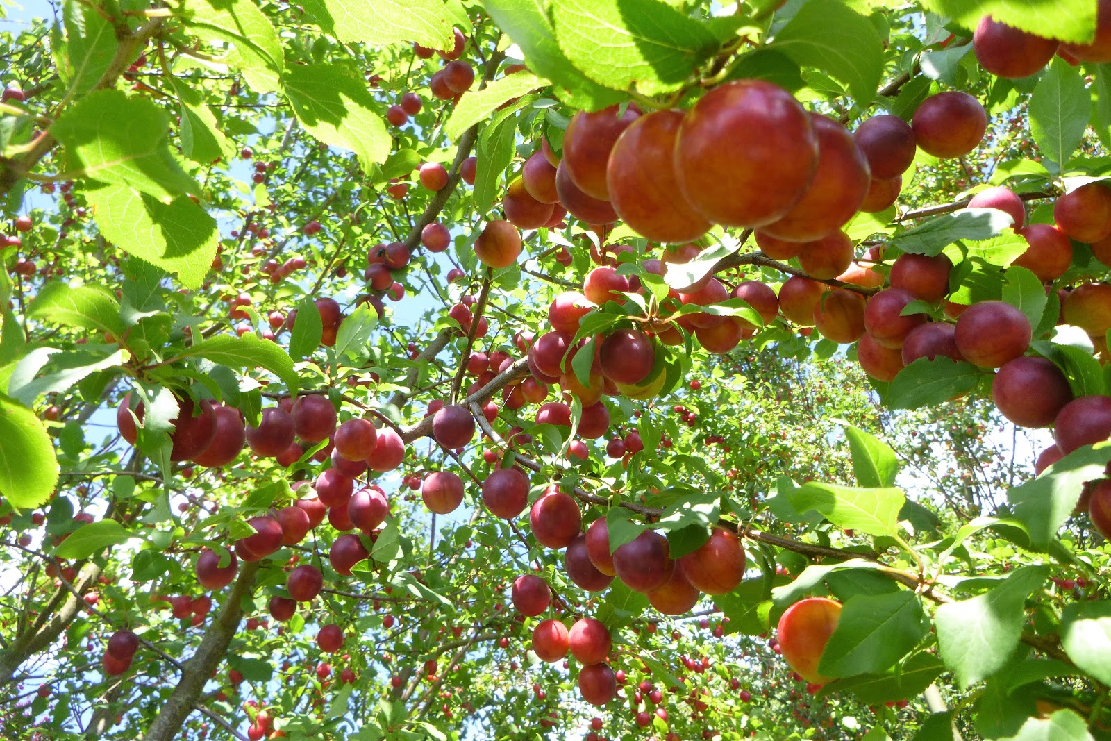 The Urbane Forager Cherry Plums