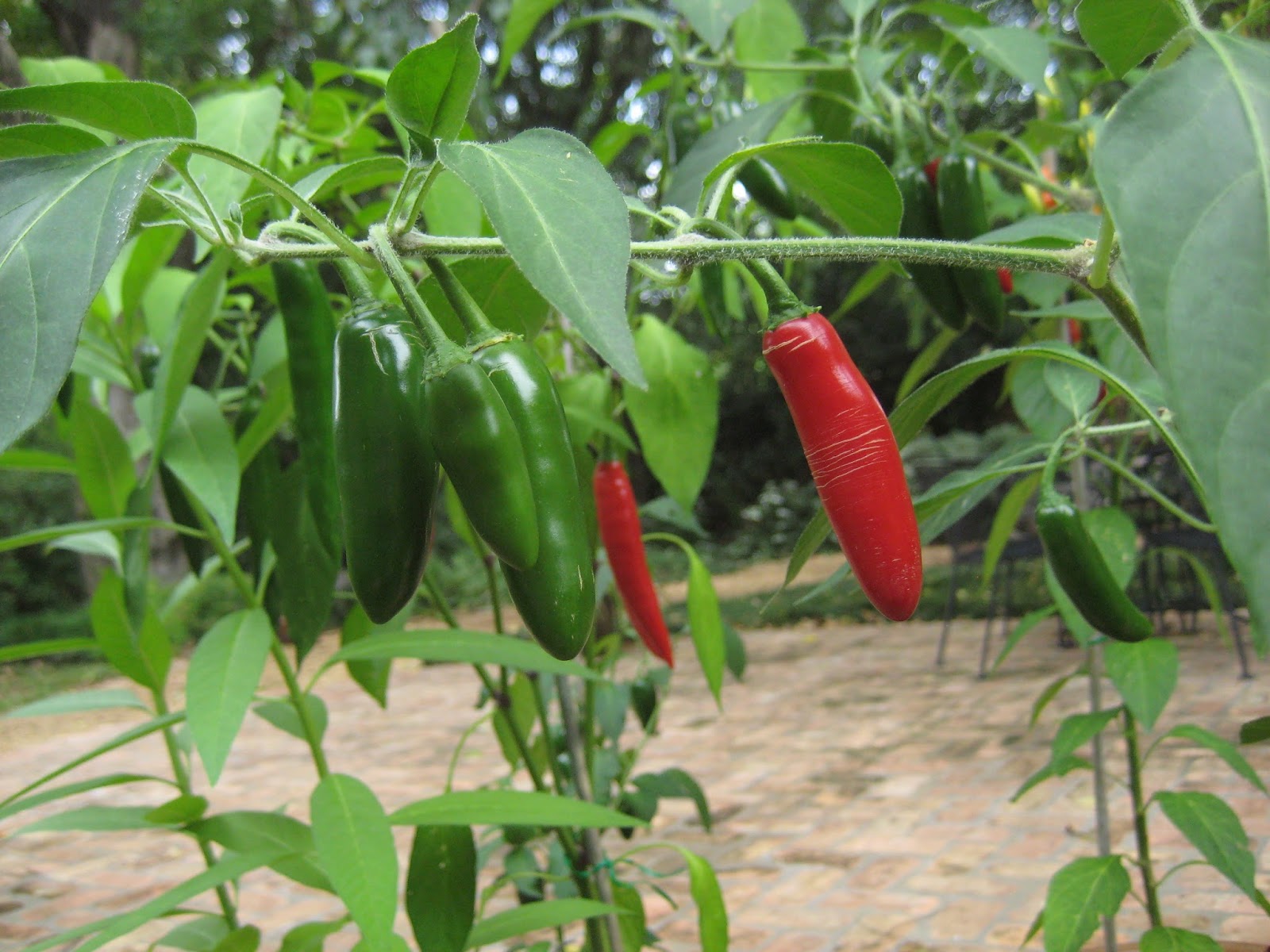Living Life in Louisiana Pepper Plants
