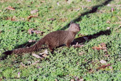 Cape grey Mongoose