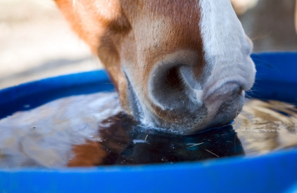 horse poop water why drinker ahhhh some their sh
