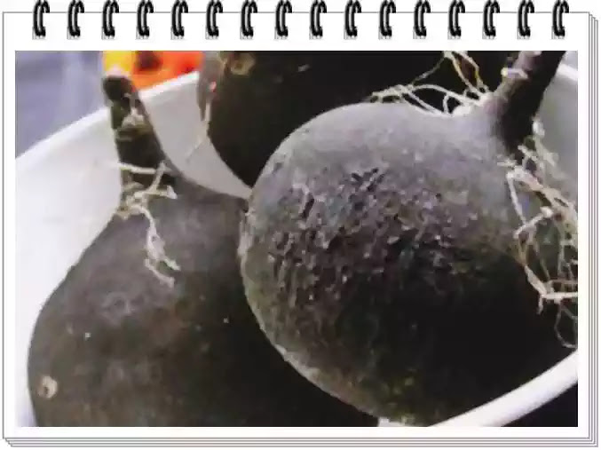 Ridichea Neagră Contraindicații Ridichea Neagră Ce Boli Vindecă