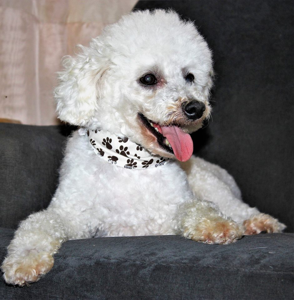 Quero adotar um poodle Clearance