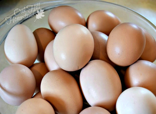 Large & Extra Large Eggs (dozen) - BP Farms