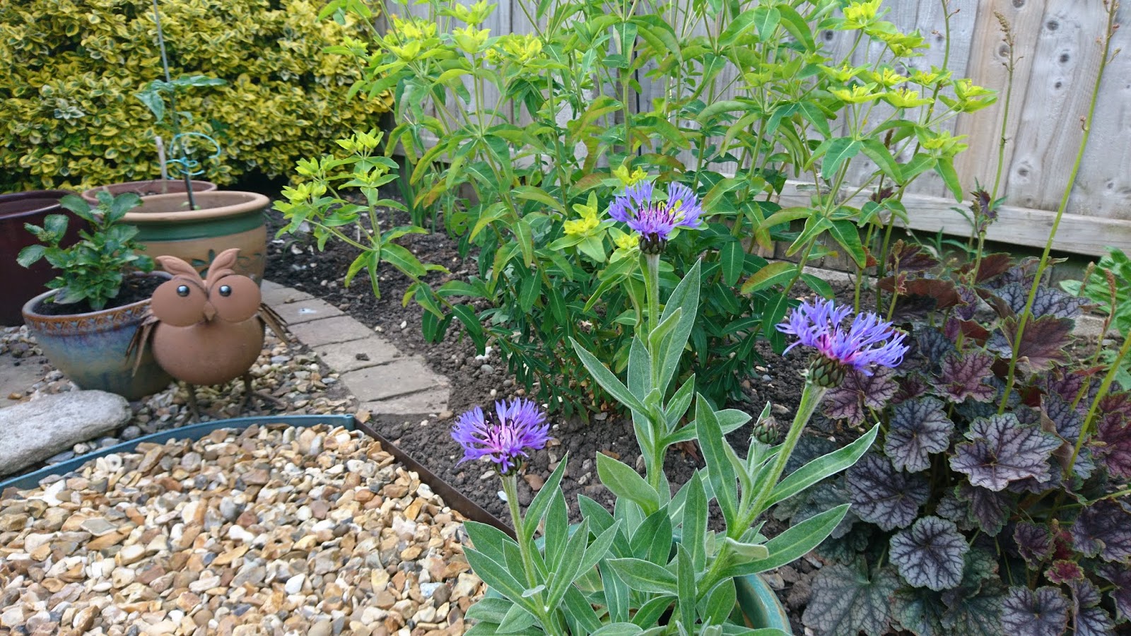 How to grow cornflowers