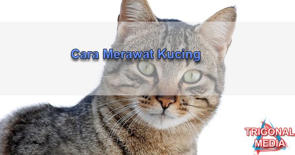 Cara Merawat Kucing Trigonal Media