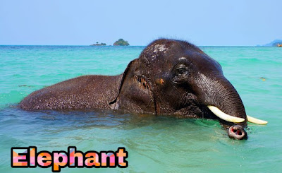 elephant facts in hindi