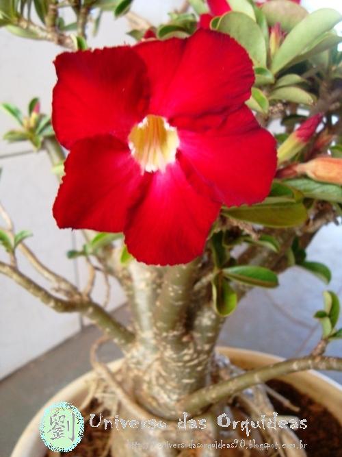 A Rosa Do Deserto, Também Conhecida Como Adenium Obesum, é Uma Planta Suculenta Com Flores Semelhantes A Rosas 1165174 5