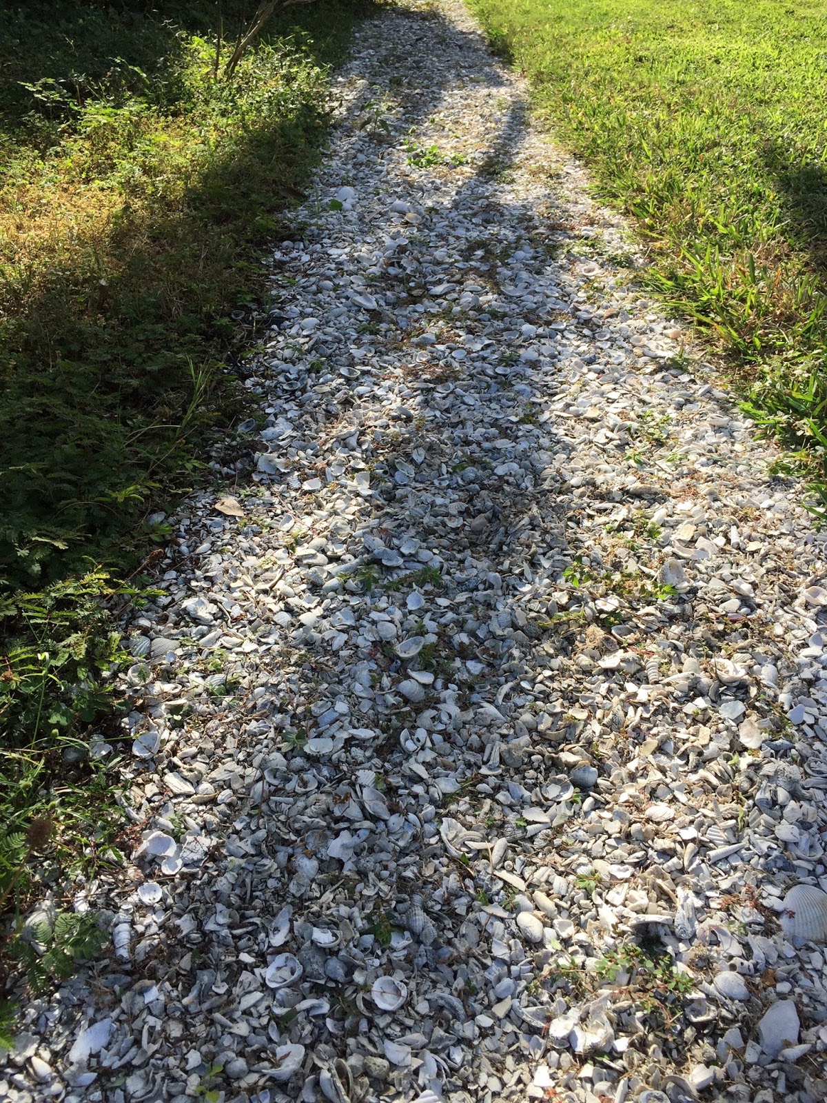 wordswimmer The Shell Path