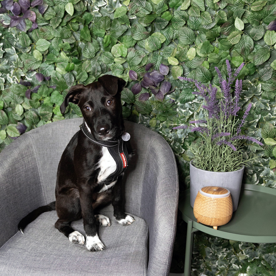 Are Air Diffusers Safe For Dogs