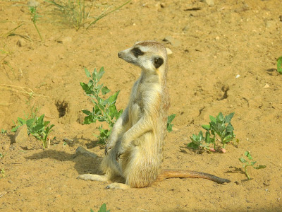 meerkats at Moscow zoo