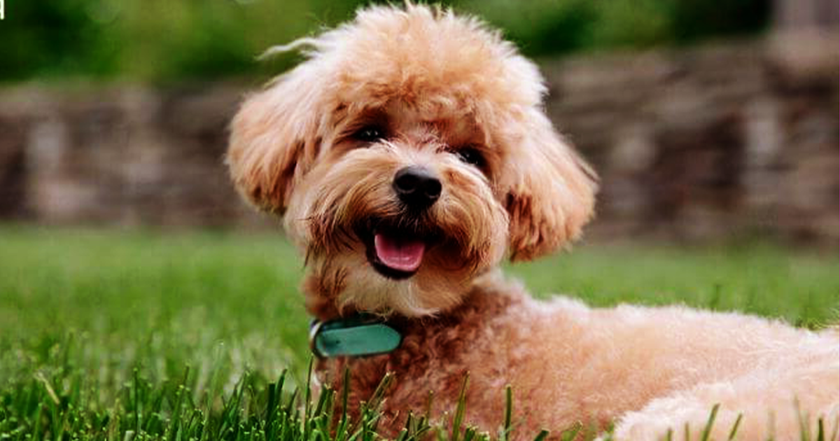 7+ Best Dogs for Small Apartments