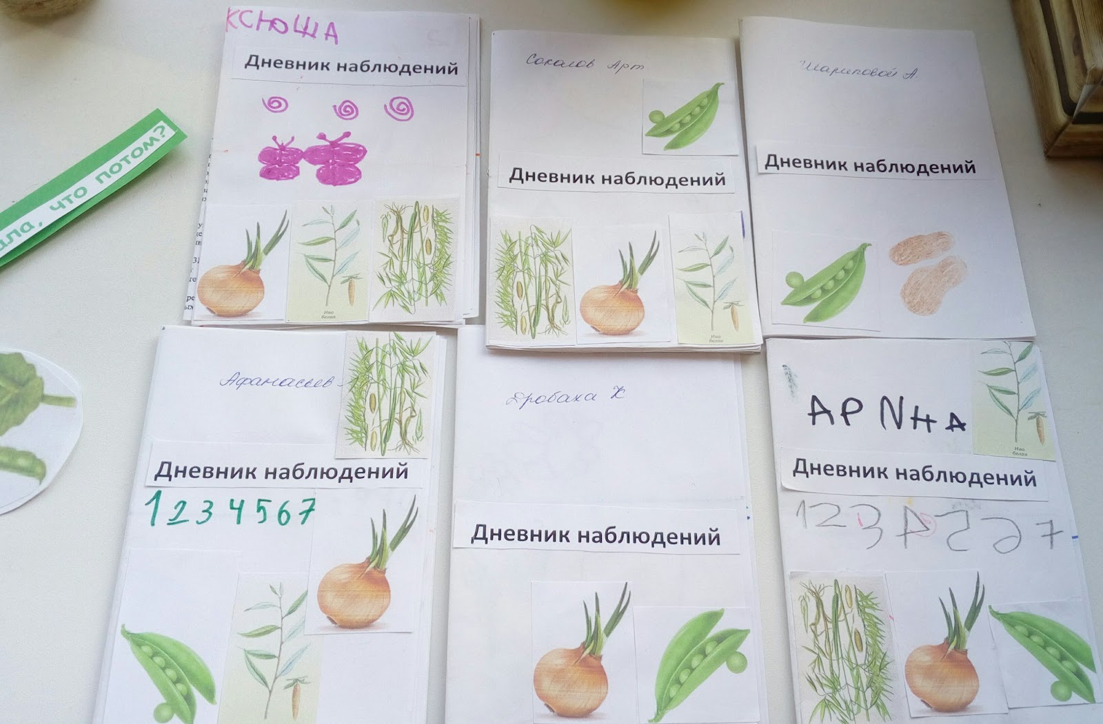 Образец дневник наблюдений за растениями