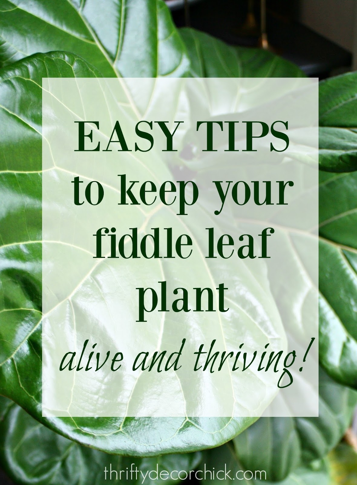 Helpful tips for growing healthy fiddle leaf trees