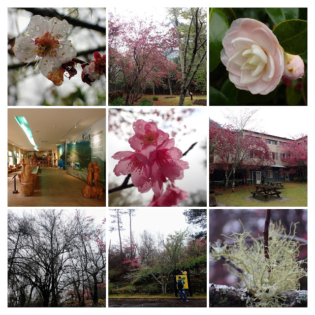 P3030192-COLLAGE.jpg