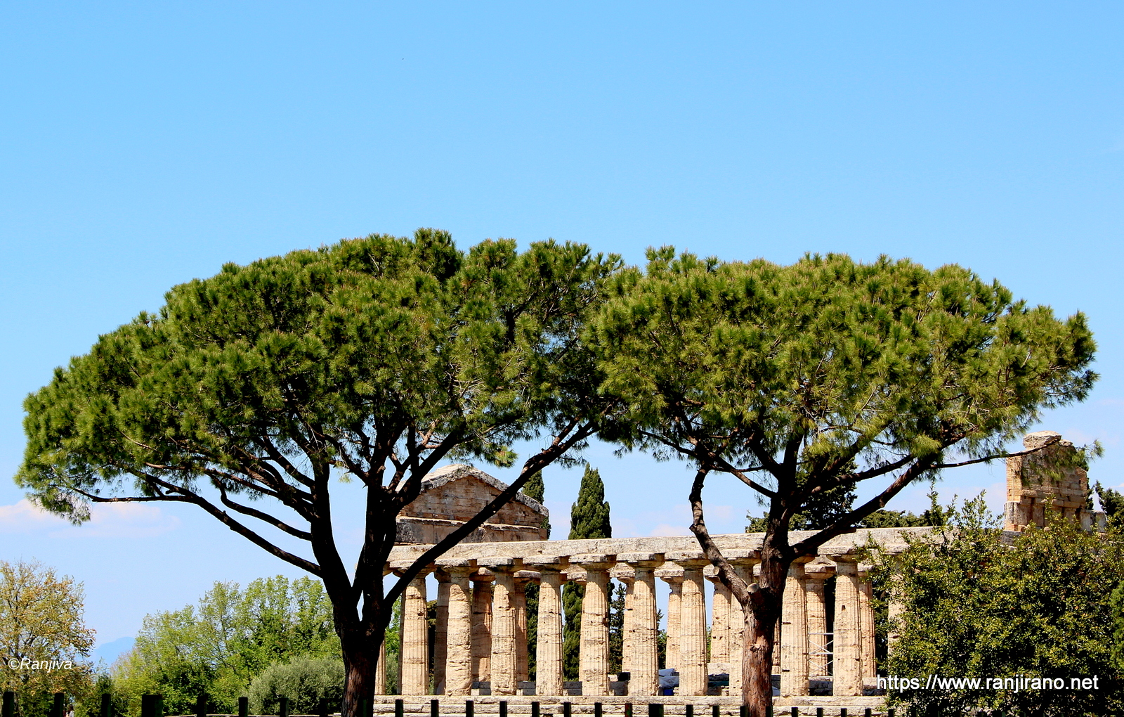 Paestum et ses pins parasols, merveille de l'antiquité grecque