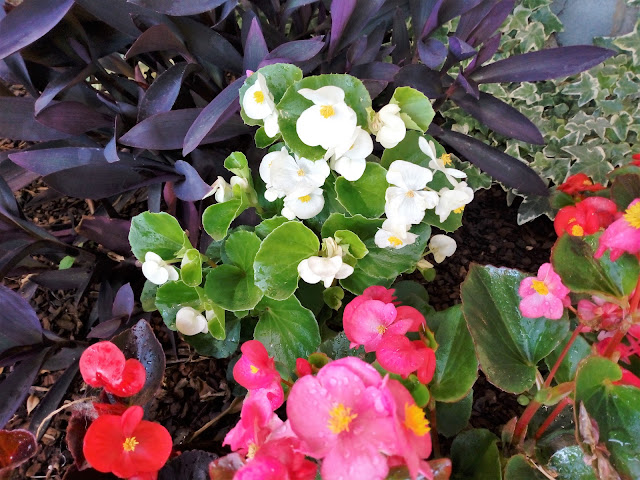 Begonia o flor de azúcar (Begonia semperflorens L.).