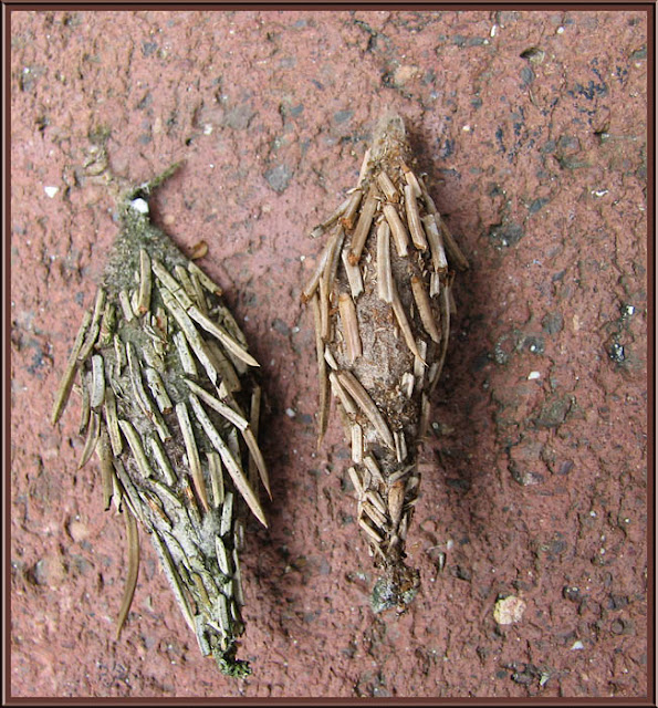 Bag Zebra Pictures Bag Worms