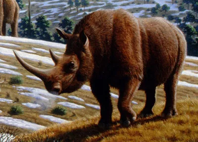 Coelodonta-Antiguitatis-era-da-familia-dos-rinocerontes-e-hoje-está-extinto