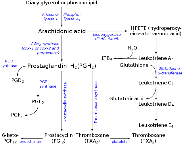 All I know is I know nothing. Gamma Linolenic Acid (GLA), Delta (5 and