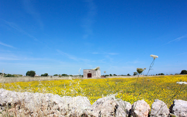 Le campagne di Monopoli - foto di Elisa Chisana Hoshi