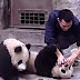 Tentando, e tentando, dar remédio para dois pandas fofos