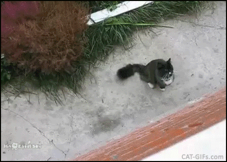 Funny Cat GIF • Cat in his own ‘basket-lift’ to get lifted up like a Boss. Funny Cat GIF • Cat in his own ‘basket-lift’ to get lifted up like a Boss.