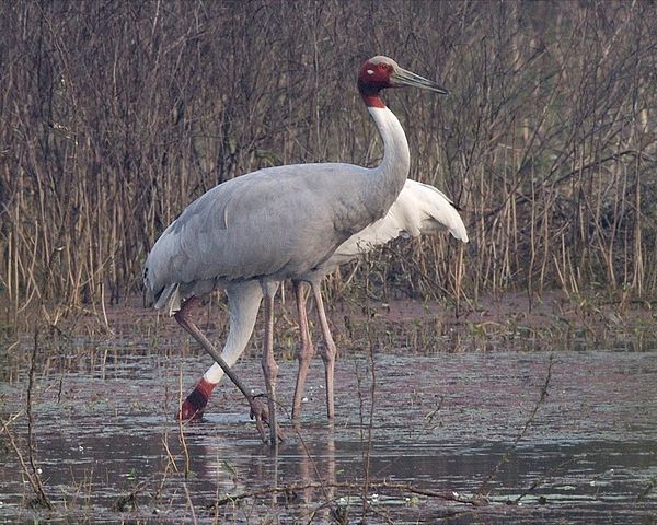 Bharatpur Bird Sanctuary | Keoladeo National Park Rajasthan