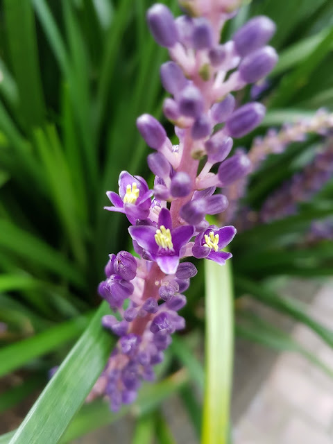 liriope-szafirkowate-liriope-muscari