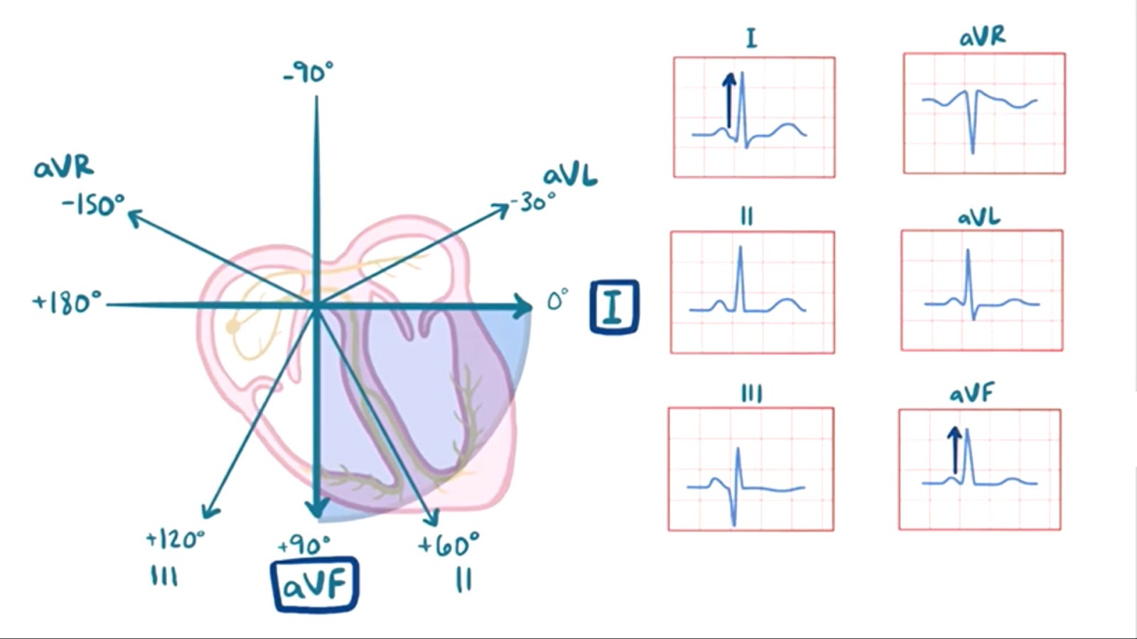 Ekg Ders 5 Ekg Ekseni