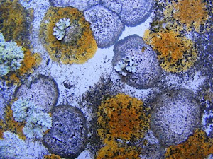 Lichen on a water tank