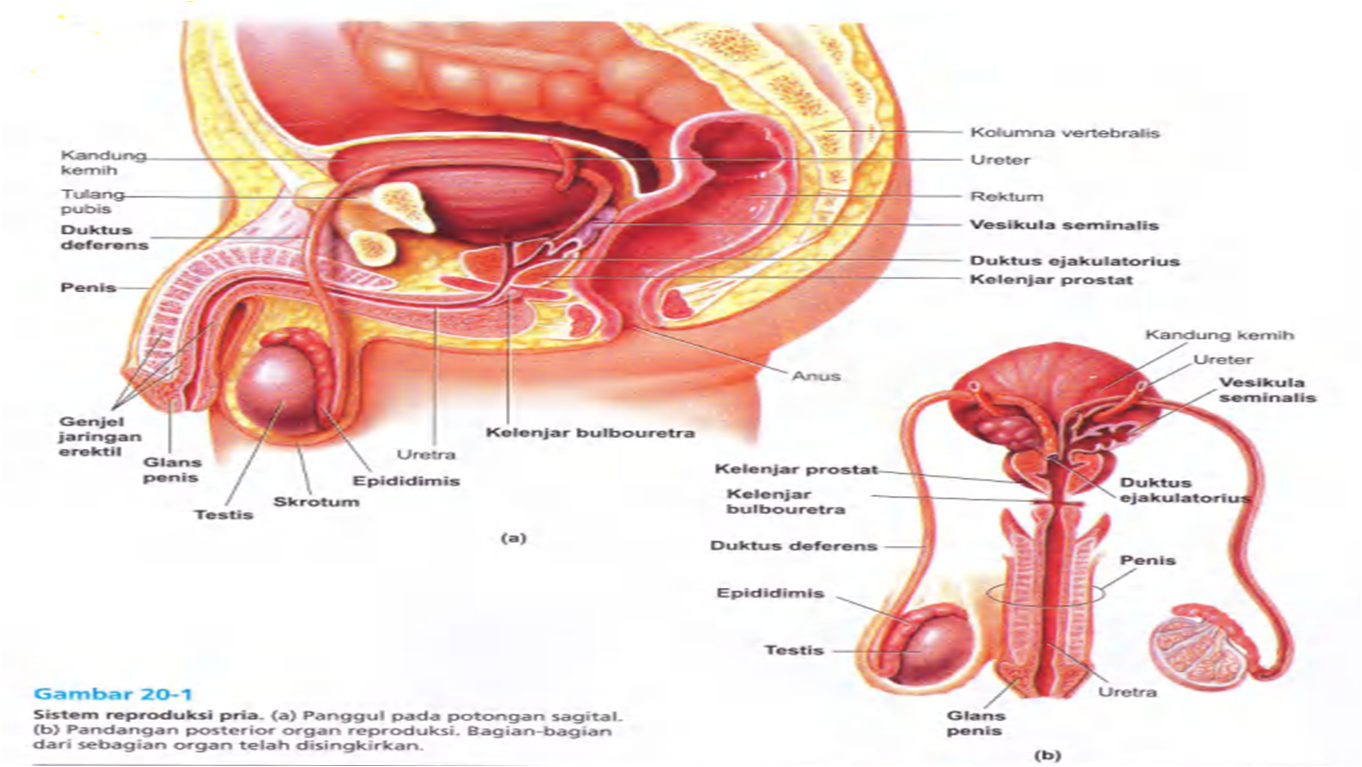 Infertilitas - Catatan Dokter