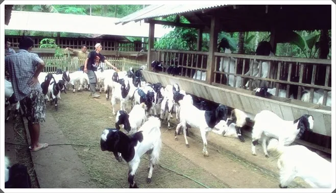 image gambar peternakan kambing etawa