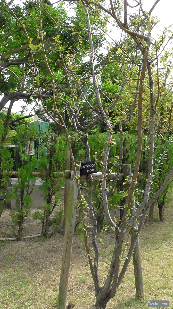 カイドウザクラ ハナカイドウ 食べられるでしょう 植物プチ写真図鑑2 食べられるの 食べられないの