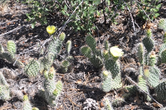 cactus Greencrest Colorado Springs coloradoviews.filminspector.com