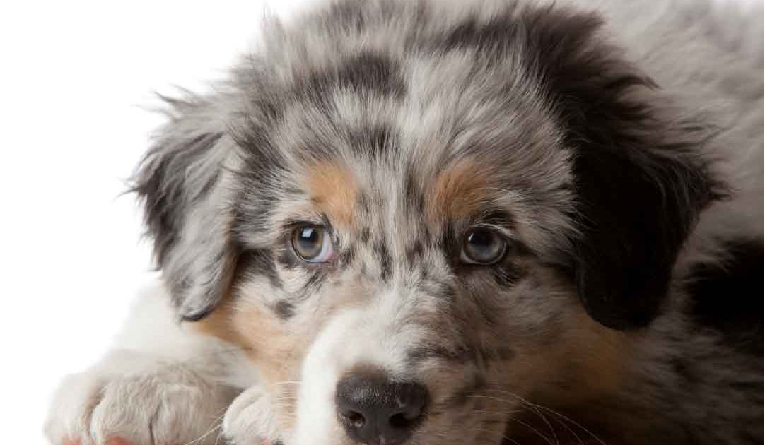 Berger Australien Chien de France