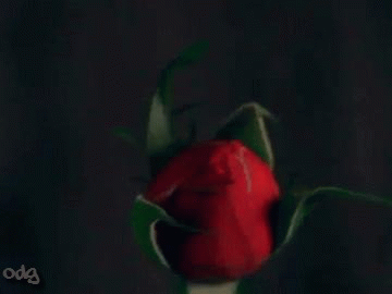 red-rose-bloom-o.gif