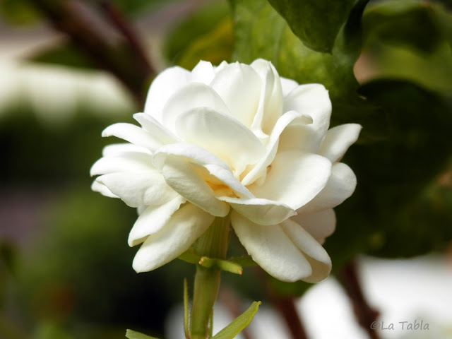 Jasminum sambac 'Duque de Toscana