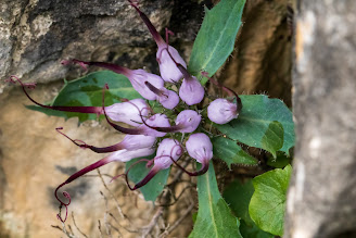 [Campanulaceae] Physoplexis comosa – Tufted Horned Rampion (Raponzolo delle rocce)