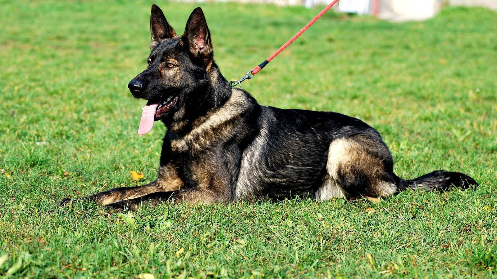 German Shepherd K9 German Choices